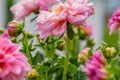 Raindrops falling from pink dahlia flower - blurred for effect Royalty Free Stock Photo