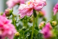 Raindrops falling from pink dahlia flower - blurred for effect Royalty Free Stock Photo