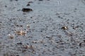 Raindrops falling to the floor in heavy rain day into a puddle on an plashy country road in spring offer a refreshing water shower Royalty Free Stock Photo