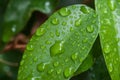 Raindrops on ficus benjamin leaves Royalty Free Stock Photo