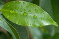 Raindrops on ficus benjamin leaves Royalty Free Stock Photo