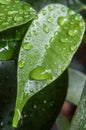 Raindrops on ficus benjamin leaves Royalty Free Stock Photo