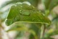 Raindrops on ficus retusa leaves