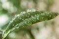 Raindrops on ficus retusa leaves