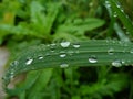 Dew drops on grass. Green nature concept