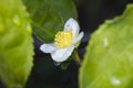in the raindrops Flower of tea plant Camellia sinensis White flower on a branch, Chinese tea bush blooming