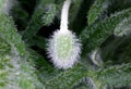 Raindrops on fluffy poppy flower bud Royalty Free Stock Photo