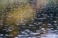 Raindrops form circles on water. Rain on the lake.