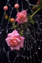 raindrops on a fragile spiderweb among flowers