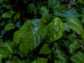 raindrops on fresh green leaves on a black background. Macro shot of water droplets on leaves. Royalty Free Stock Photo