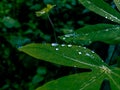 raindrops on fresh green leaves on a black background. Macro shot of water droplets on leaves. Royalty Free Stock Photo