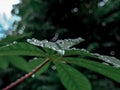 raindrops on fresh green leaves on a black background. Macro shot of water droplets on leaves. Royalty Free Stock Photo