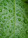 raindrops on fresh green leaves on a black background. Waterdrop on green leaf after a rain.