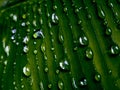 raindrops on fresh green leaves on a black background. Macro shot of water droplets on leaves. Royalty Free Stock Photo