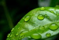 raindrops on fresh green leaves on a black background. Macro shot of water droplets on leaves. Waterdrop on green leaf after a Royalty Free Stock Photo