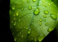 raindrops on fresh green leaves on a black background. Macro shot of water droplets on leaves. Waterdrop on green leaf after a