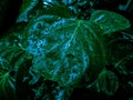 raindrops on fresh green leaves on a black background. Macro shot of water droplets on leaves. Royalty Free Stock Photo