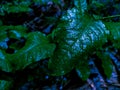 raindrops on fresh green leaves on a black background. Macro shot of water droplets on leaves. Royalty Free Stock Photo