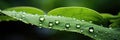 raindrops on fresh green leaves on a black background. Macro shot of water droplets on leaves. Waterdrop on green leaf after a Royalty Free Stock Photo