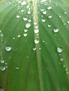 Raindrops on a fresh green leaf