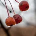 Raindrops on the fruits of Crabapple, Malus or Wild apple, tree on a rainy autumn morning Royalty Free Stock Photo