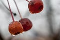 Raindrops on the fruits of Crabapple, Malus or Wild apple, tree on a rainy autumn morning Royalty Free Stock Photo