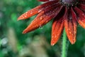 Raindrops on a garden flower Royalty Free Stock Photo
