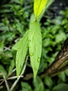 Raindrops on Ginger Leaves