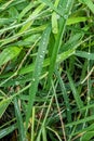 Raindrops glass green bubbles water