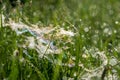 raindrops on the cobwebs and blades of grass