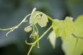 raindrops on grape leaves. Close-up. Beautiful natural background Royalty Free Stock Photo