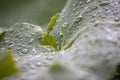 raindrops on grape leaves. Close-up. Beautiful natural background Royalty Free Stock Photo