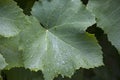 raindrops on grape leaves. Close-up. Beautiful natural background Royalty Free Stock Photo