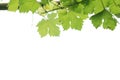 Raindrops in grape leaves Royalty Free Stock Photo