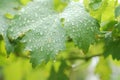 Raindrops in grape leaves Royalty Free Stock Photo