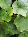 Raindrops on the grape leaves Royalty Free Stock Photo