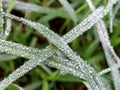 Raindrops on grass