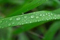 Raindrops on the grass, dewdrops on green leaves in the rainy season. Summer natural background