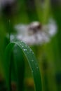 raindrops on grass leaves against a background of white dandelion, macro raindrops Royalty Free Stock Photo