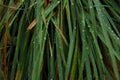 Raindrops on grass leaves Royalty Free Stock Photo