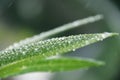 Raindrops on grass leaves Royalty Free Stock Photo