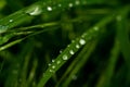 raindrops on grass leaves, macro raindrops, macro grass Royalty Free Stock Photo