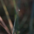 Raindrops on the grass