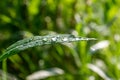Raindrops on grass Royalty Free Stock Photo