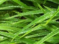 Raindrops On Grasslike Green Leaves