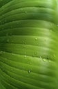 Raindrops on the green banana leaf. Royalty Free Stock Photo