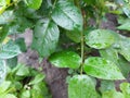 Raindrops on green birch leaves. Summer rain. Nature background of the rainy season