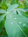 Raindrops on green cassava leaves