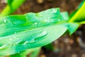 Raindrops on green cultivated corn leaf in summer time after storm Royalty Free Stock Photo