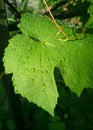 Raindrops on green grape raindrops on a grape leaf. Leaves in the sun Royalty Free Stock Photo